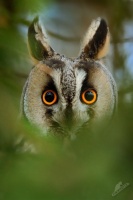 Kalous usaty - Asio otus - Long-eared Owl 8914u